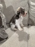 Oreo , a male Miniature Schnauzer for sale in Morton, MS – 3 of 5