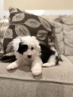 Oreo, a female Miniature Aussiedoodle for sale in Morton, MS – Photo 5 of 5