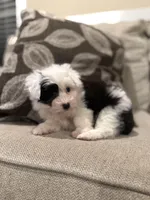 Oreo, a female Miniature Aussiedoodle for sale in Morton, MS – Photo 3 of 5