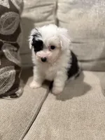 Oreo, a female Miniature Aussiedoodle for sale in Morton, MS – Photo 4 of 5