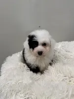 Oreo, a female Miniature Aussiedoodle for sale in Morton, MS – Photo 2 of 5