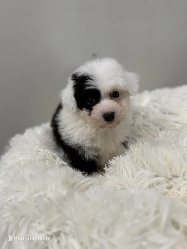Oreo – Miniature Aussiedoodle puppy for sale in Morton, MS