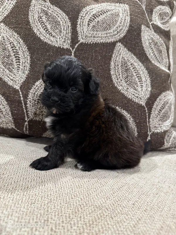 B1 – Shihpoo puppy for sale in Morton, MS