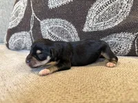Midnight , a female Miniature Schnauzer for sale in Morton, MS – 3 of 6