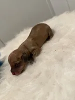 B2 , a male Miniature Dachshund for sale in Morton, MS – 4 of 5