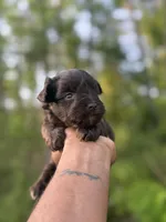 Chocolate , a male Miniature Schnauzer for sale in Morton, MS – Photo 3 of 4