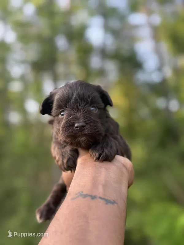 Chocolate  – Miniature Schnauzer puppy for sale in Morton, MS