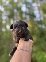 Chocolate , a male Miniature Schnauzer for sale in Morton, MS – Photo 1 of 4