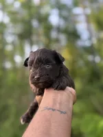 Chocolate , a male Miniature Schnauzer for sale in Morton, MS – Photo 2 of 4