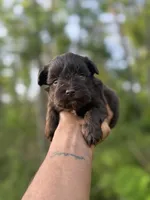 Chocolate , a male Miniature Schnauzer for sale in Morton, MS – Photo 4 of 4