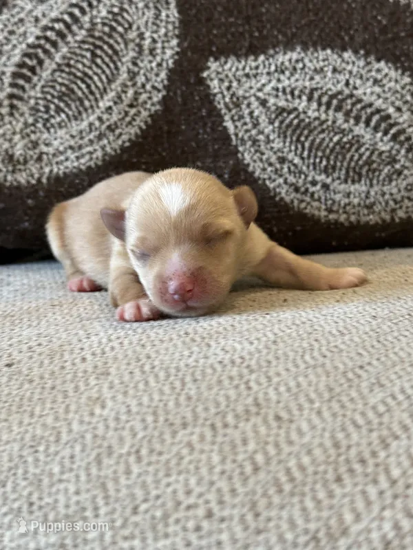 Boy yorkie – Yorkshire Terrier puppy for sale in Morton, MS