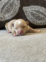 Boy yorkie, a male Yorkshire Terrier for sale in Morton, MS – 1 of 6