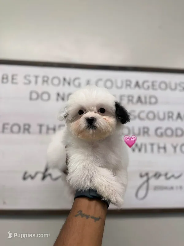 Tinka  – Shihpoo puppy for sale in Morton, MS