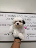 Tinka , a female Shihpoo for sale in Morton, MS – 1 of 1