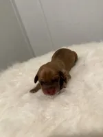 B2 , a male Miniature Dachshund for sale in Morton, MS – 1 of 5