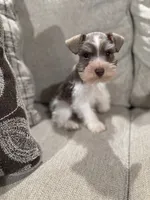 Oreo , a male Miniature Schnauzer for sale in Morton, MS – 5 of 5