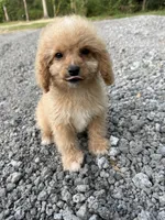 Bella, a female Cavapoo for sale in Morton, MS – 2 of 5