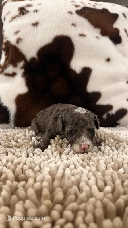 Cici – Poodle - Toy  puppy for sale in Morton, MS