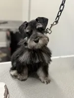 Rooster , a male Miniature Schnauzer for sale in Pearl, MS – 3 of 5