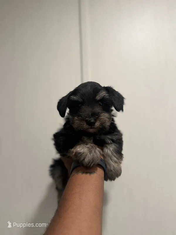 Charco – Miniature Schnauzer puppy for sale in Morton, MS
