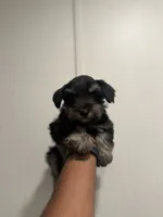 Charco, a male Miniature Schnauzer for sale in Morton, MS – 1 of 7