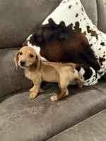 Rasco, a male Miniature Dachshund for sale in Pearl, MS – 2 of 3