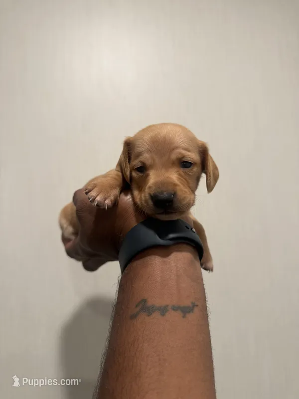 Gumbo – Miniature Dachshund puppy for sale in Morton, MS