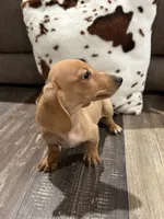 Rasco, a male Miniature Dachshund for sale in Pearl, MS – 3 of 3
