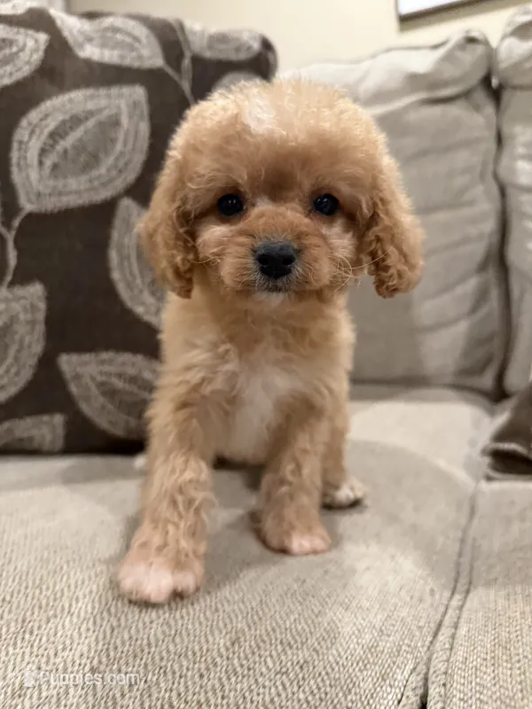 Girly Cavapoo  – Cavapoo puppy for sale in Morton, MS