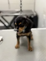 Lola, a female Cockapoo for sale in Pearl, MS – 2 of 6