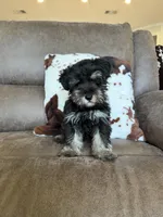 Bruce , a male Miniature Schnauzer for sale in Morton, MS – 3 of 5