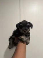 Charco, a male Miniature Schnauzer for sale in Morton, MS – 4 of 7