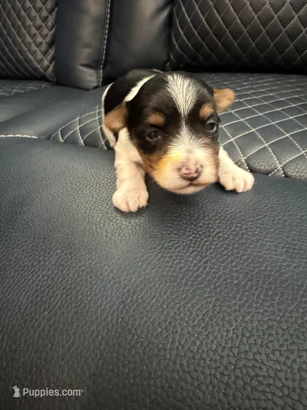 Dean, a male Yorkshire Terrier for sale in Pearl, MS – 1 of 1