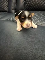 Dean, a male Yorkshire Terrier for sale in Pearl, MS – 1 of 1