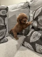 GCB, a male Cavapoo and Miniature Goldendoodle for sale in Morton, MS – 5 of 6