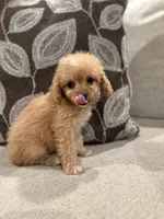 Girly Cavapoo , a female Cavapoo for sale in Morton, MS – 3 of 4