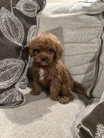 GCB, a male Cavapoo and Miniature Goldendoodle for sale in Morton, MS – 3 of 6