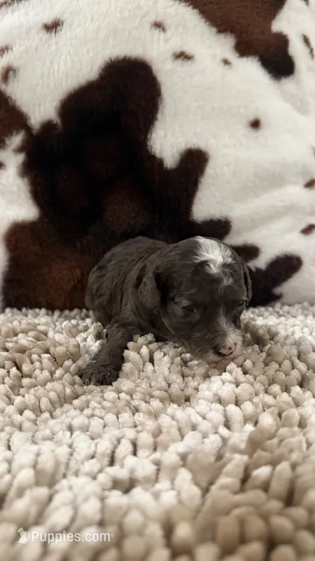 Sam – Poodle - Toy  puppy for sale in Morton, MS