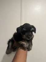 Charco, a male Miniature Schnauzer for sale in Morton, MS – 5 of 7