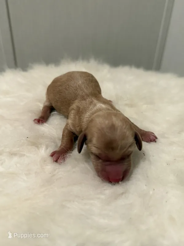 B1 – Miniature Dachshund puppy for sale in Morton, MS