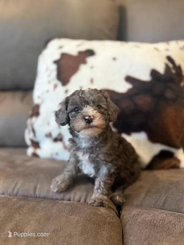 Peter  – Poodle - Toy  puppy for sale in Pearl, MS
