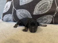 Asher, a male Miniature Schnauzer for sale in Morton, MS – 1 of 6