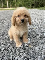 Bella, a female Cavapoo for sale in Morton, MS – 4 of 5