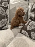 GCB, a male Cavapoo and Miniature Goldendoodle for sale in Morton, MS – 6 of 6