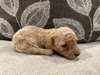 MGB2, a male Miniature Goldendoodle for sale in Morton, MS – 4 of 4