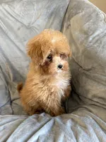 Buddy, a male Maltipoo for sale in Pearl, MS – 3 of 3