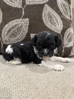 Cockapoo, a female Cockapoo for sale in Morton, MS – 3 of 5