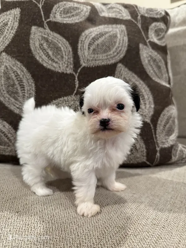 G1 – Shihpoo puppy for sale in Morton, MS