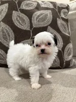 G1, a female Shihpoo for sale in Morton, MS – 1 of 1