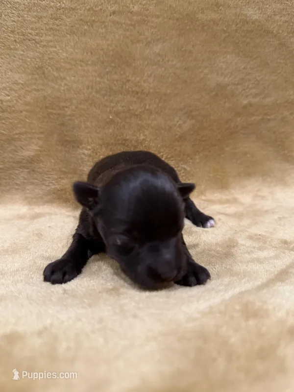 Akc chocolate  – Miniature Schnauzer puppy for sale in Morton, MS